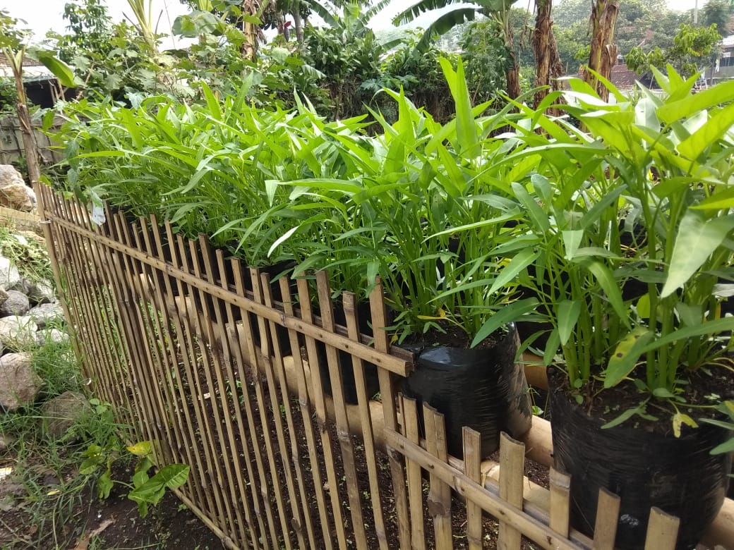Tanaman Kangkung